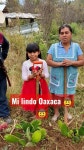 Mi Lindo Oaxaca - YouTube