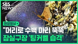 팅커벨 극혐 - 중도 마이너 갤러리