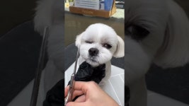 슈슈퍼피 - YouTube