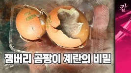 곰팡이 계란의 진실이란다 - 이재명 마이너 갤러리