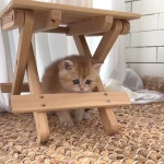 하이펍 강아지고양이 김포본점 - YouTube