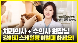 네이버 인플루언서 [네이버 인플루언서] 치과의사+수의사 원장님이 알려주는 강아지 치과 치료의 모든 것!  (청담리덴동물치과병원 풀버전)