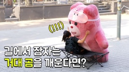 네이버 인플루언서 [네이버 인플루언서] (실험) 번화가 한복판에서 자고 있는 거대 곰을 본 사람들의 반응은? 수원 인계동 편