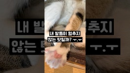 네이버 인플루언서 [네이버 인플루언서] 벽지 다 뜯는 고양이