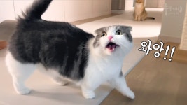 네이버 인플루언서 [네이버 인플루언서] 고양이 앞에서 10kg 사료가 와르르… 역대급 대참사 | 코비는 신났어요