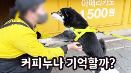 네이버 인플루언서 [네이버 인플루언서] 1년만에 첫사랑 커피누나를 보고 반가워 점프하는 시바견 탱이!!