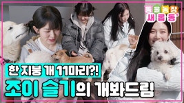 동물농장 풀버전 올라왔닿 - 슬기 갤러리