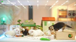 [골든스웨터캐터리] | 고양이분양 골든스웨터캐터리에서 아르바이트 채용합니다 | 알바몬