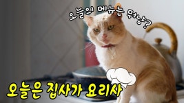 네이버 인플루언서 [네이버 인플루언서] 고양이 집밥 레시피