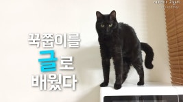 [어쩌다 고양이] 이 고양이 꾹꾹이를 글로 배웠어! The cats kneading | Doovi [어쩌다 고양이] 이 고양이 꾹꾹이를 글로 배웠어! The... 