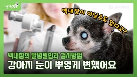 네이버 인플루언서 [네이버 인플루언서] 강아지 백내장의 발생원인과 진단방법｜본동물의료센터 [알려주개]