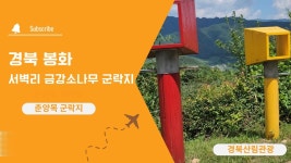 네이버 인플루언서 [네이버 인플루언서] [ 경북산림관광] 피톤치드 뿜뿜! 서벽리 금강소나무 군락지 트래킹