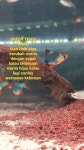 Orkes Farm - YouTube