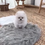 하이펍 강아지고양이 김포본점 - YouTube