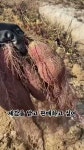 굳건한농장 이야기 - YouTube