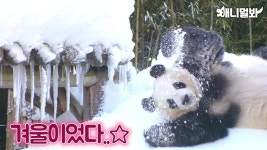 애니멀봐 보자 - 바오패밀리 마이너 갤러리