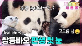 어제 동농 하이라이트 올라왔어 ㅎㅎ (애니멀봐 추가) - 바오패밀리 마이너 갤러리