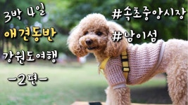 네이버 인플루언서 [네이버 인플루언서] 강원도 애견동반여행 2일차 속초중앙시장, 남이섬