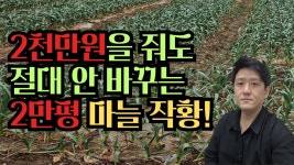 네이버 인플루언서 [네이버 인플루언서] 영천 박사장님의 제안 : 2천만원을 줘도 절대 안 바꾸는 마늘 작황을 보여드립니다.