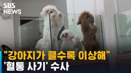 강아지 품종 유전자검사는있는데 고양이도있나요 - 야옹이 갤러리