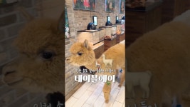 네이버 인플루언서 [네이버 인플루언서] 실내 동물원 카페 아기랑 인천 송도 가볼 만한 곳 추천! 테이블에이 🦙🐇
