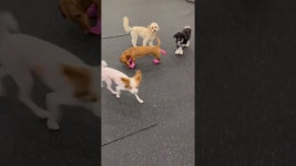 땅콩애견유치원 - YouTube