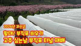 네이버 인플루언서 [네이버 인플루언서] 고추 심는날 괴산 청결고추 부직포 터널재배 활대 꽃고 부직포 씌우기 괴산군 감물면 풀뿌리농장 석성수... 