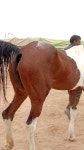 Horse lover - YouTube