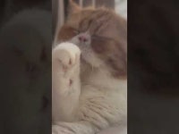 #short #세수 #고양이세수 #cat - YouTube #short #세수 #고양이세수 #cat