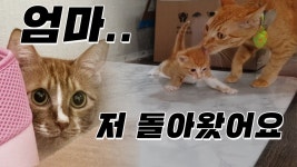 이런거 보면 신기하네 - 야옹이 갤러리