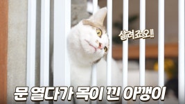 네이버 인플루언서 [네이버 인플루언서] 금쪽이 고양이를 키우면 집사 수명이 줄어들어요...