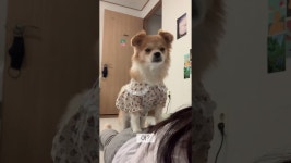 아몬드친구 호두HODU - YouTube