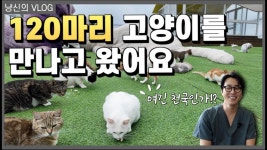 네이버 인플루언서 [네이버 인플루언서] 댓글 하나가 보호소 고양이 한 생명을 지킵니다 !｜120마리 고양이 동산 ‘올해도 안냥 프로젝트’... 