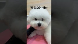 아이앤독 - YouTube