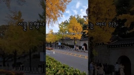 명소 고즈넉한 분위기의 가을단풍길 #서울단풍 #서울은행나무 #가을단풍길 #가을단풍길효자로 #효자로단풍길 #청와대로 #단풍명소 #가을여행 #효자로