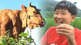 사람 나이 90세 소와 11세 시골 소년의 동화 같은 우정 | 내 친구 우렁이 | KBS 인간극장 2010 방송 - YouTube 사람 나이 90세 소와 11세 시골... 