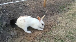 올림픽공원 토끼 꼬맹이의 아기 낳을 굴 파기 | Doovi 올림픽공원 토끼 꼬맹이의 아기 낳을 굴 파기