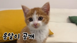 단또 옹알이 봐 - 수인 마이너 갤러리