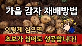 네이버 인플루언서 [네이버 인플루언서] 가을 감자 심는 시기와 재배방법, 이렇게 심으면 알이 굵고 풍성한 수확이 가능합니다