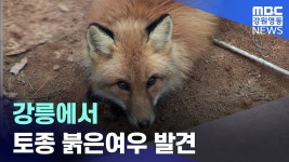 [뉴스리포트] 강릉에서 토종 붉은여우 발견 - 도시 갤러리