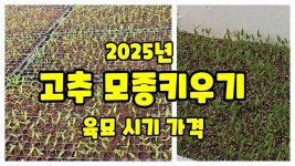 인플루언서] 고추 육묘 2025 괴산 청결고추 재배 시작은 육묘 부터 한국농약백화점 모종 하우스 터널재배 하우스용 풀뿌리농장 [고추재배방법]
