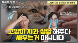 네이버 인플루언서 [네이버 인플루언서] 수의사 둘이 고양이 치과로 싸운이유 ㅋㅋ | 고태훈 치과 원장님 | 그레이스 고양이 병원