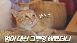네이버 인플루언서 [네이버 인플루언서] 바다에서 구조한 아기 고양이에게 엄마 대신 그루밍을 해줬더니 놀라운 반응