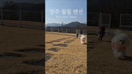 네이버 인플루언서 [네이버 인플루언서] 상주 월월 애견펜션 #상주펜션 #상주애견펜션 #경북애견동반 #숙소추천 #dogshorts