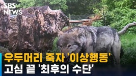 우두머리 늑대 죽었다구 그 무리 전체를 멸절시켰네? - 동물,기타 갤러리