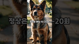 네이버 인플루언서 [네이버 인플루언서] 노령견 키운다면... 모르는 사이 진행되는 강아지 심장병! 잠잘 때 호흡수 세어봐야 하는 이유