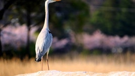 FUJIFILM XF 100 400mm F4 5 5 6R LM OIS WR Sample 3 - YouTube FUJIFILM XF 100 400mm F4 5 5 6R LM OIS WR Sample 3