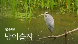 오세훈이 없애려고하는 방이습지ASMR - 부동산 갤러리