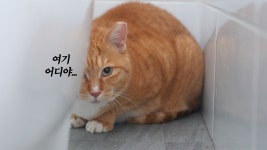 네이버 인플루언서 [네이버 인플루언서] 다시 시작된 단식투쟁