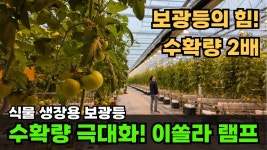 네이버 인플루언서 [네이버 인플루언서] 식물 생장용 보광등의 신의 한 수! 스마트팜 수확량을 극대화하는 이쏠라 고압나트륨 램프